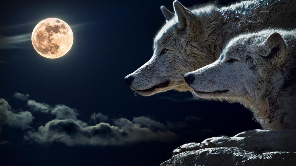 What Animal Are You Based on Your Moon Sign