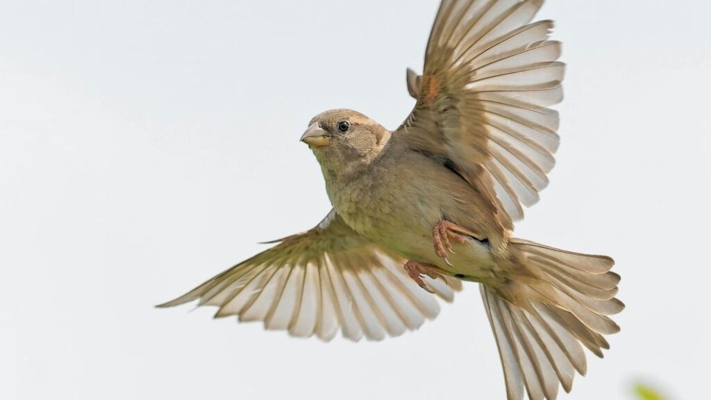 What Bird Matches Your Zodiac Sign’s Freedom Style