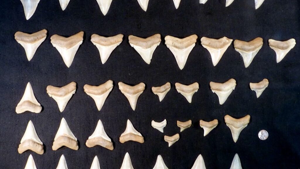 The Strange Things Ancient Humans Collected Just for Fun