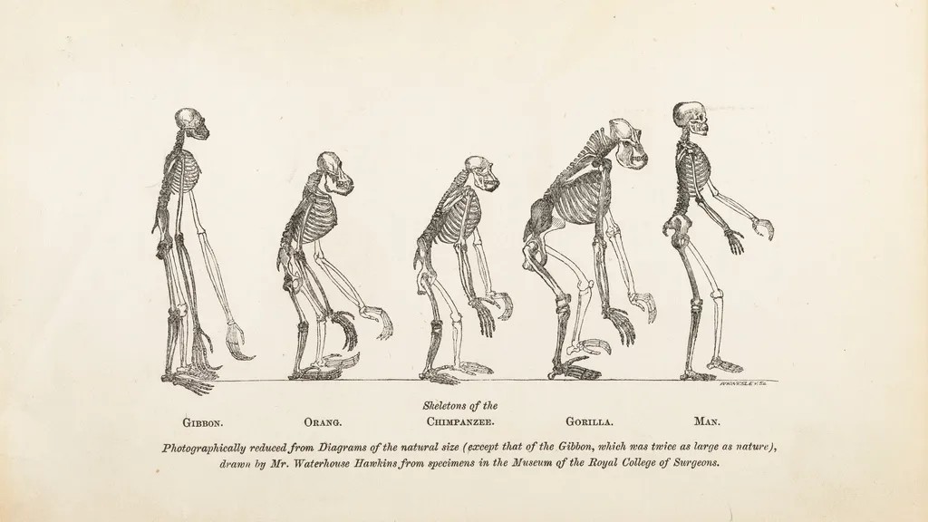 8 Human Evolution Facts That Sound Completely Made Up
