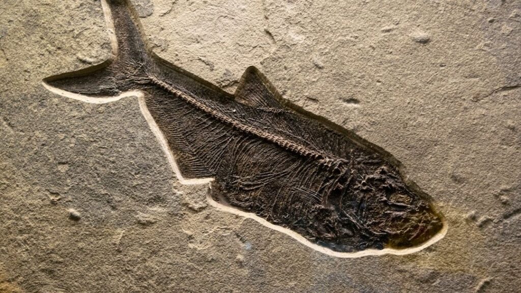 12 Prehistoric Discoveries So Strange That Scientists Initially Refused to Believe They Were Real