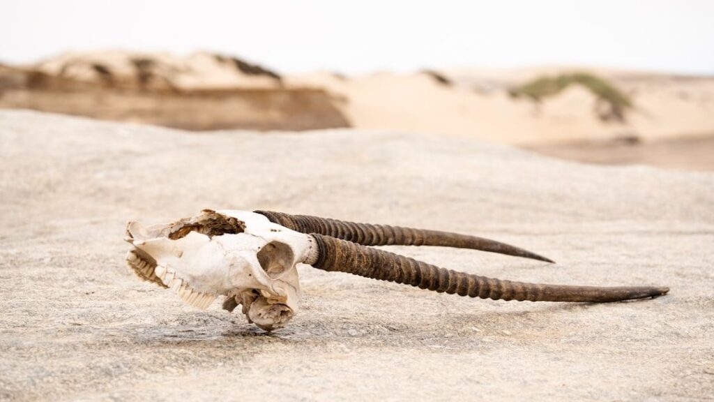 There Have Been 5 Mass Extinctions. Are We Entering the 6th?
