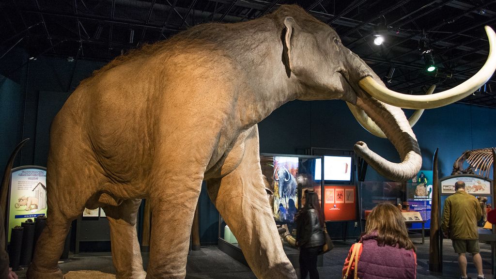 11 prehistoric animals that went extinct far more recently than you think - some barely missed modern history