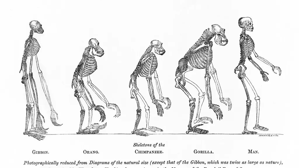 10 surprising things you might not know about evolution