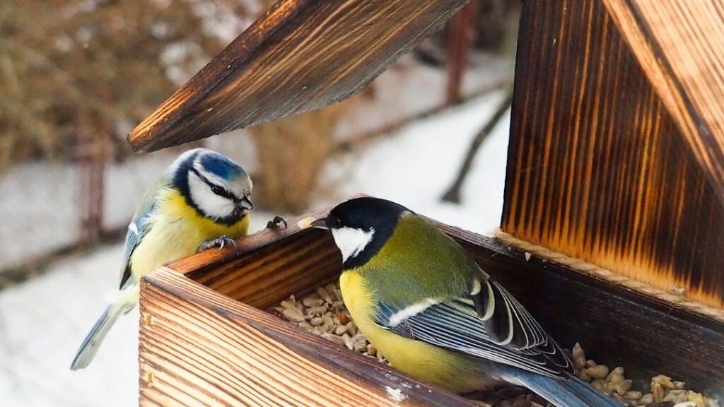 6 Ways Birds Are Not Just Descended From Dinosaurs - They Literally Still Are Dinosaurs