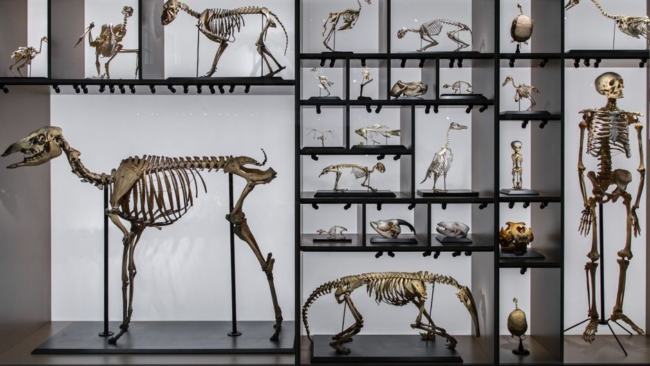 7 Times Evolution Solved the Same Problem in Completely Different Ways