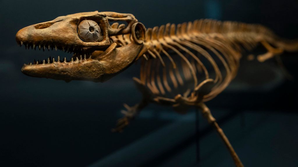 What Scientists Learned From the Fossils of Earth's Greatest Sea Predators