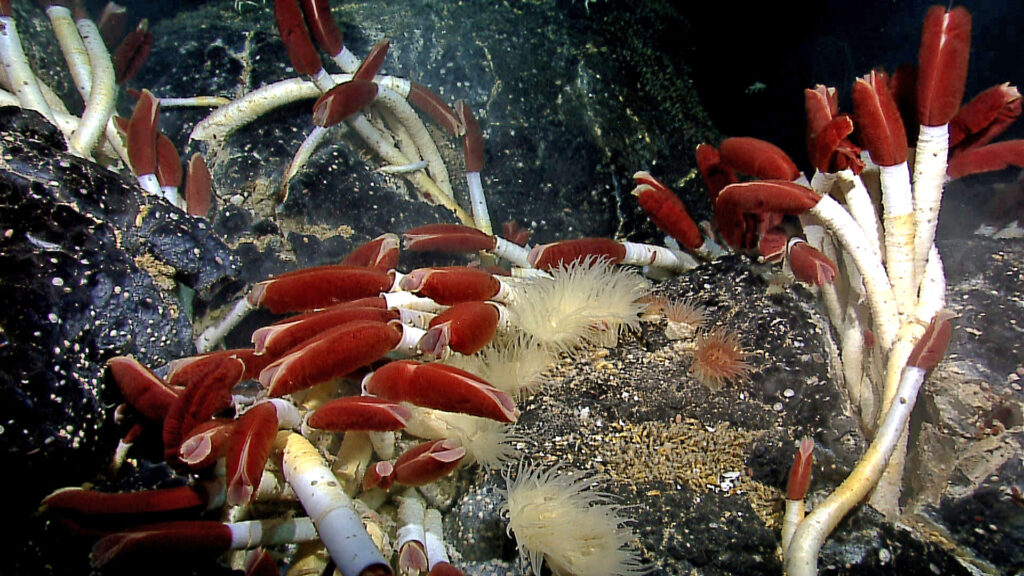 13 Things Found in Earth's Oceans That Shouldn't Be There Based on Everything We Know About Depth Pressure and Organic Life