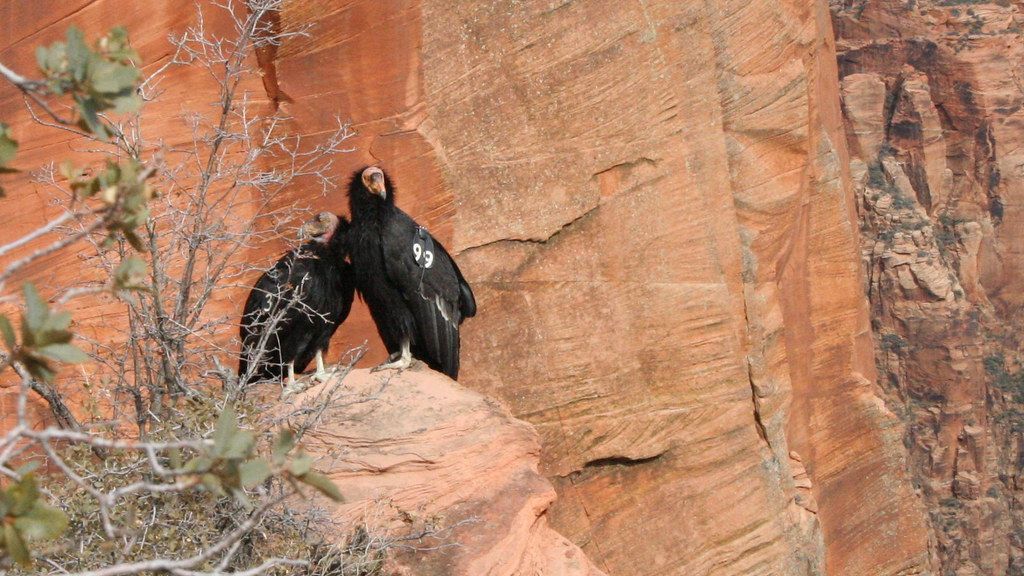 The Comeback of the California Condor - What Science Says Still Stands in Its Way