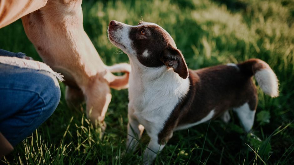 10 Ways Your Dog’s DNA Holds Secrets About Human Evolution