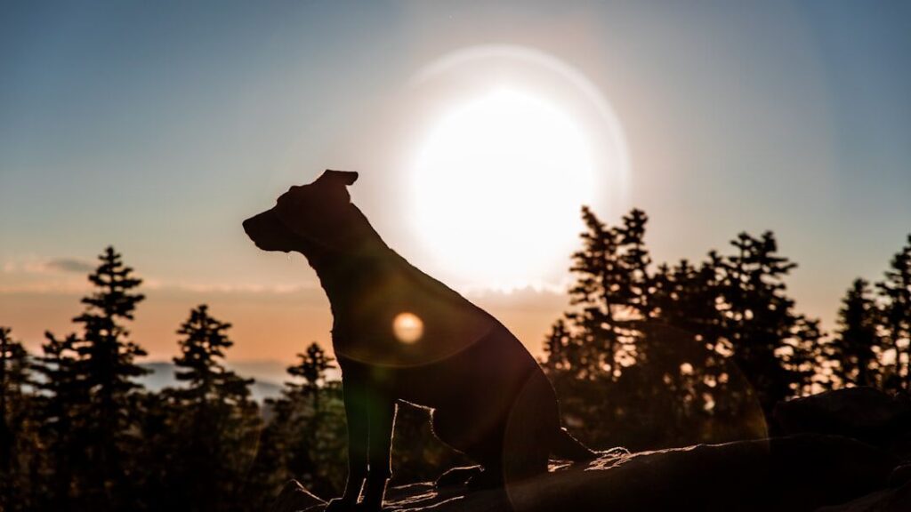 What kind of dog species existed in the dinosaur era?
