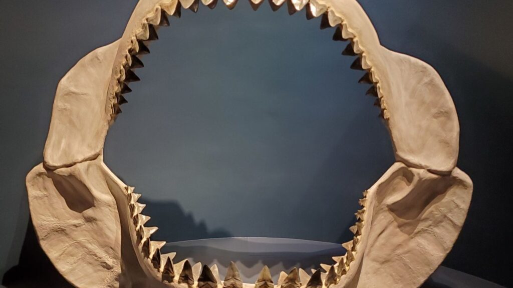 The Ancient Ocean Monster That Made Great White Sharks Look Small