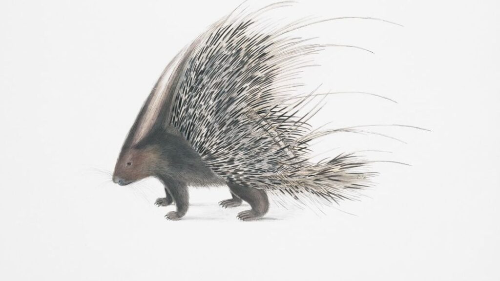 The Strange Case of Pegomastax and Its Porcupine-Like Features