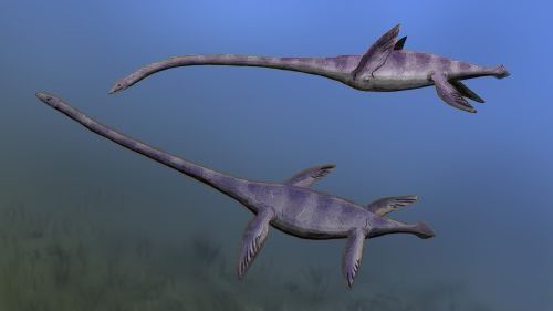 Why Elasmosaurus Confused Scientists for More Than a Century