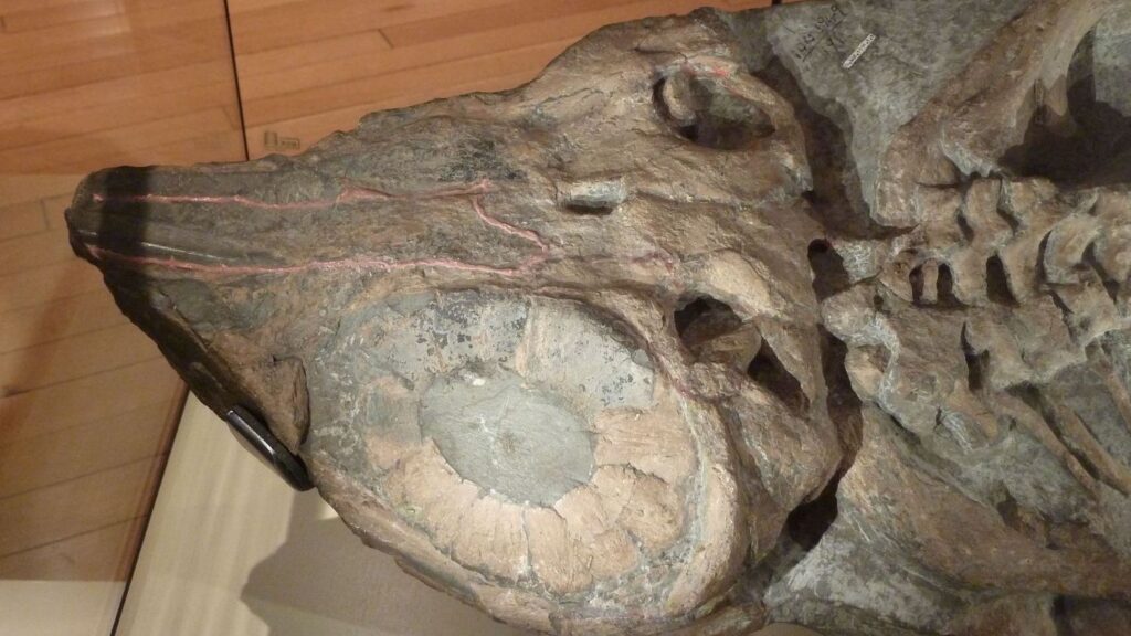 Did You Know Ichthyosaurs Had Eyes Bigger Than Basketballs?