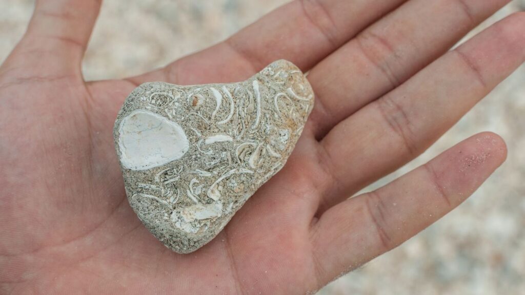 Psychology Says People Fascinated by Fossils Think Differently About Time