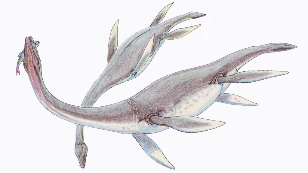 Did You Know Some Plesiosaurs May Have Hunted Like Modern Seals?
