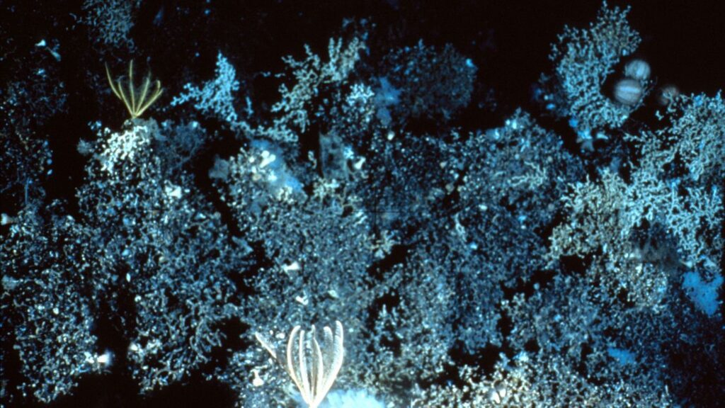 10 Marine Discoveries Made Since 2015 That Do Not Match Anything in the Current Classification Systems for Deep-Ocean Life