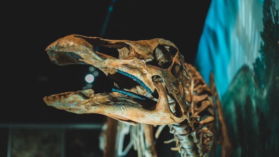 The Strangest Dinosaur Skull Ever Found and Why Scientists Argued About It for Decades