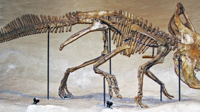 10 Dinosaur Discoveries From the Last Five Years That Rewrote What Scientists Thought They Knew