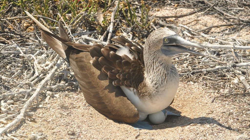 7 Animals Alive Today That Are Essentially Living Dinosaurs With a Better Publicist