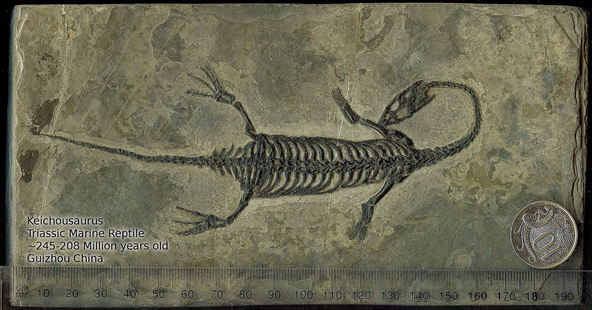 A Pocket-Sized Reptile in a Giant’s World