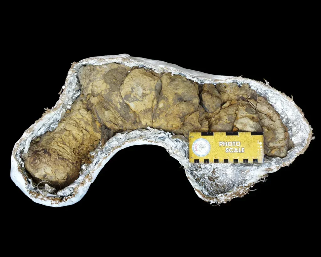 How Studying Prehistoric Poop - Yes Poop - Has Transformed What We Know About Ancient Diets