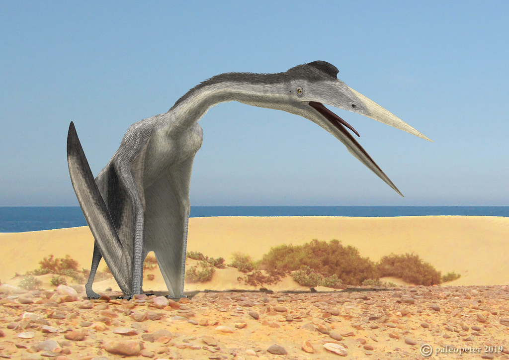 #3 – Phosphatodraco: The Moroccan Hunter That Turned Flight Into a Scouting Advantage