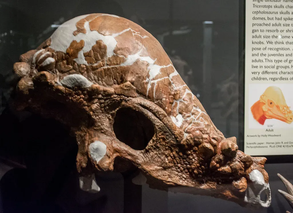 13 Things Dinosaur Fossils Quietly Revealed in the Last 10 Years That Changed the Whole Picture