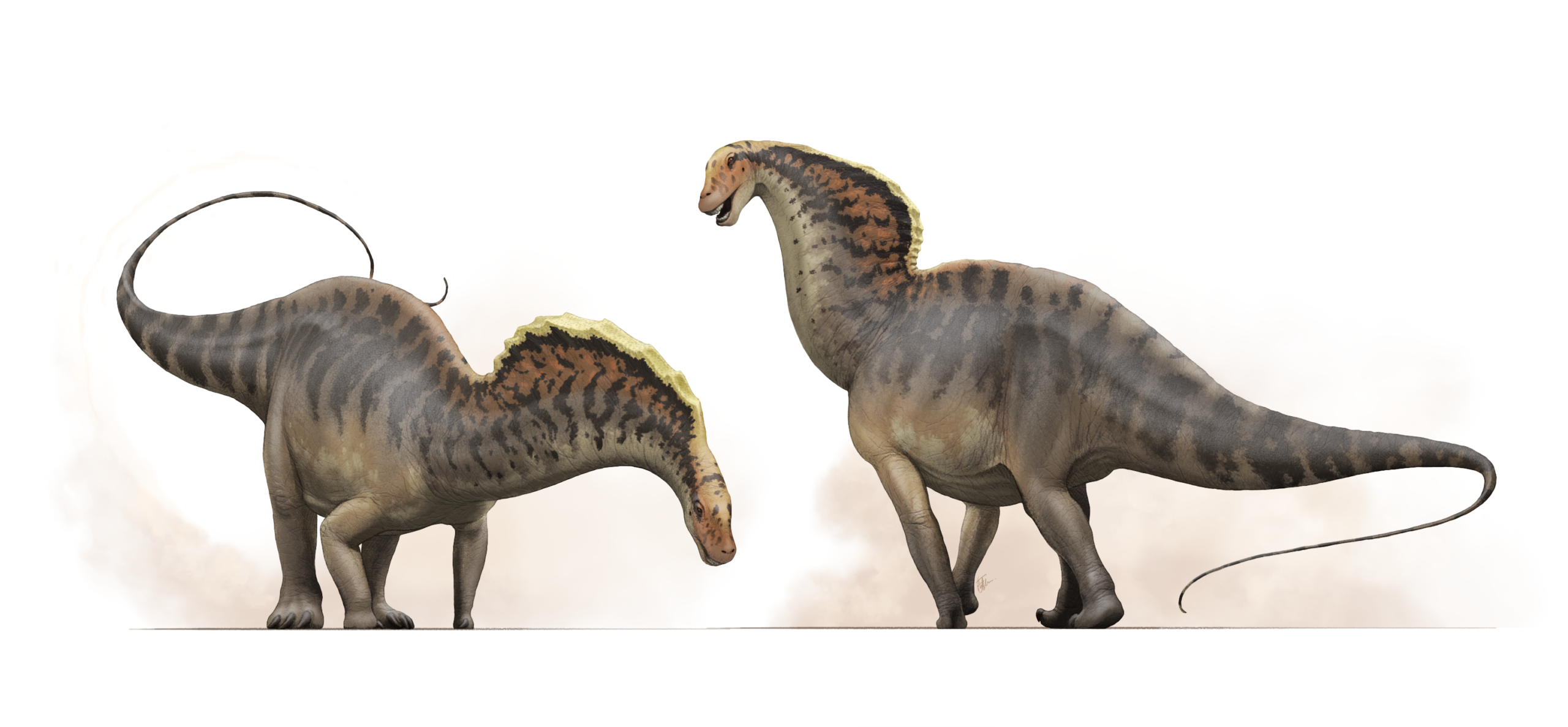 Life in Early Cretaceous Patagonia: Why the Spines Might Have Mattered