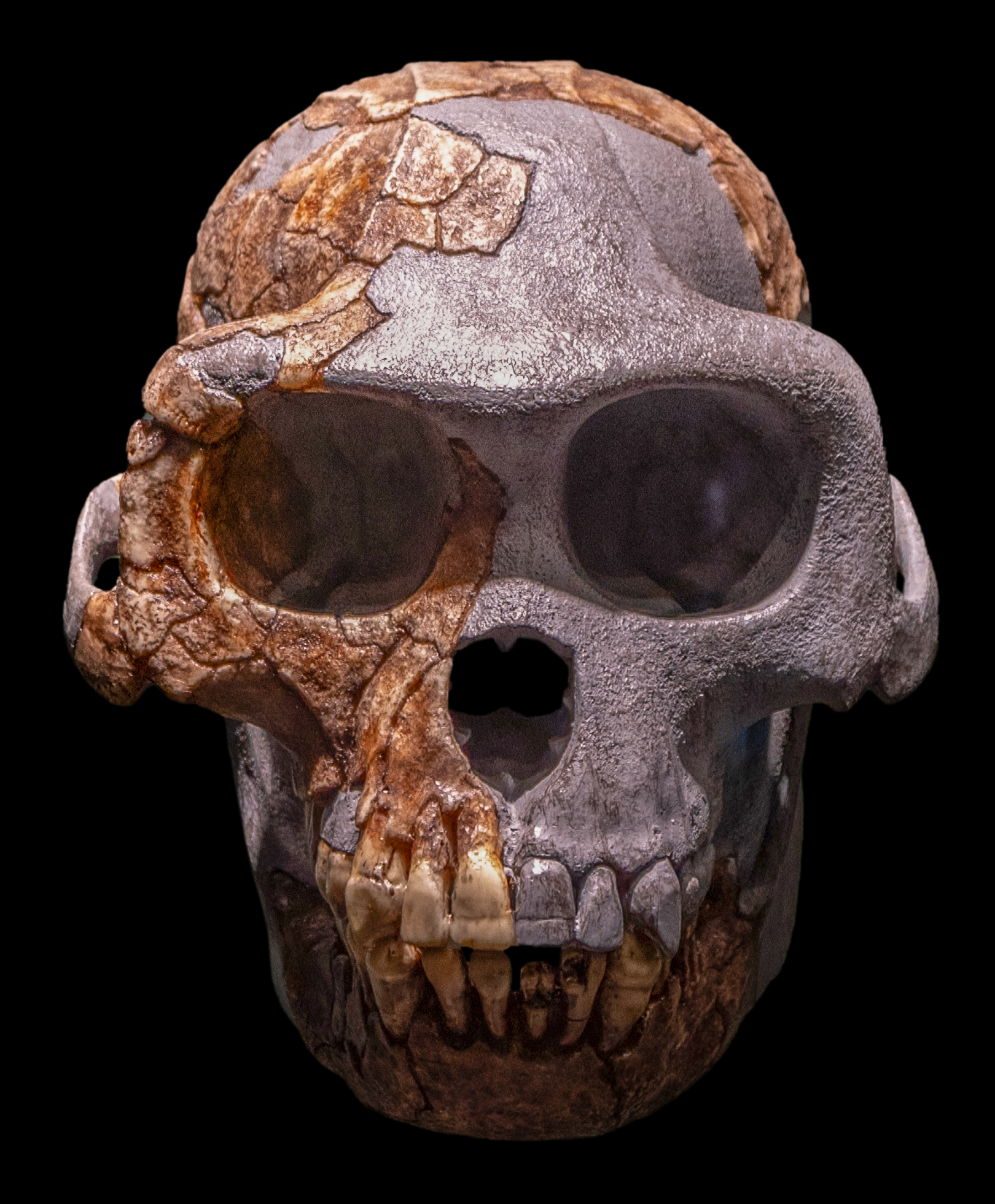 2. Ardi: The Ancestor That Broke the “Chimp Model”