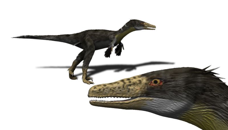 Conclusion: A Misfit Predator That Rewrites the Raptor Story