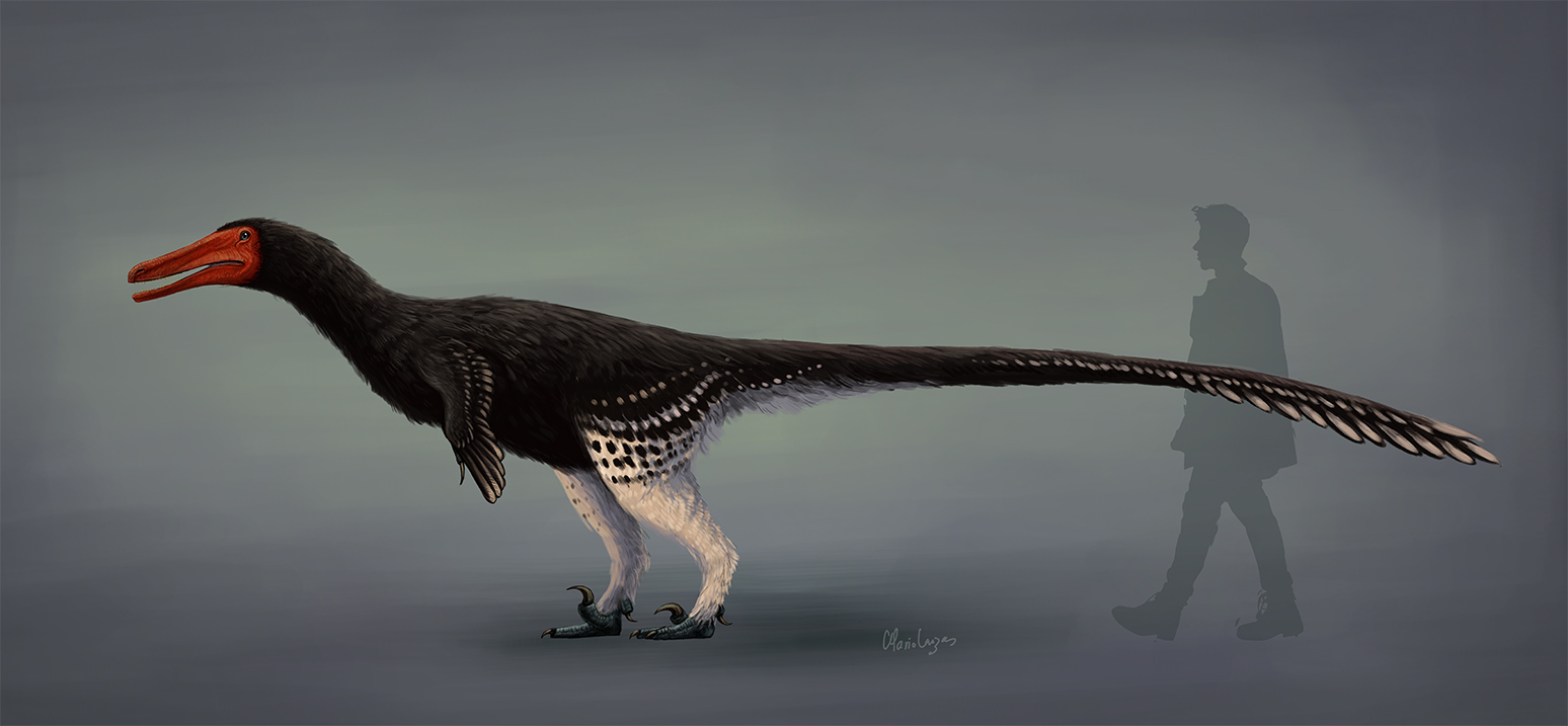 Short Arms, Big Questions: Why So Stumpy for a Raptor?