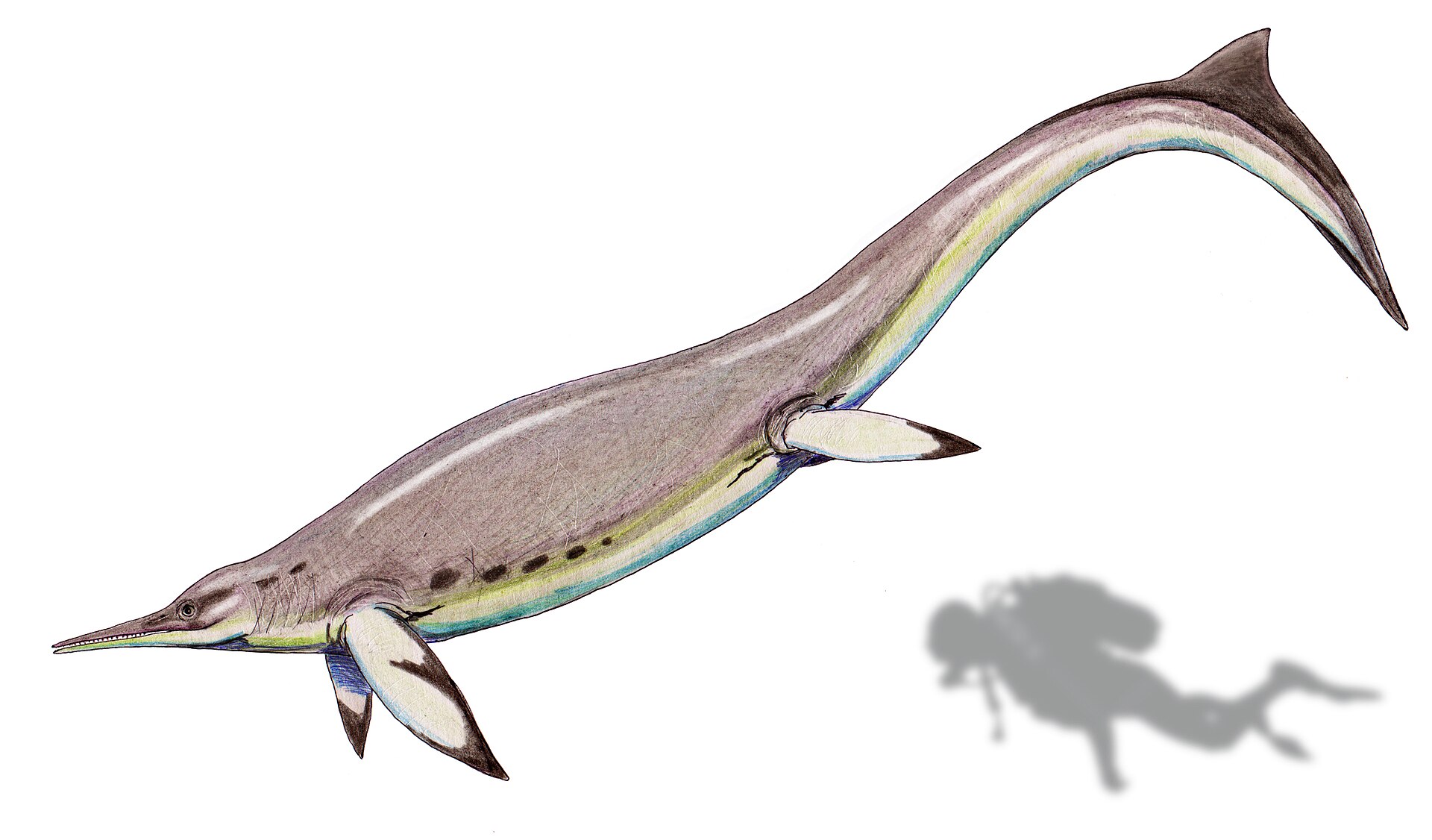 Why Cymbospondylus Still Matters Today