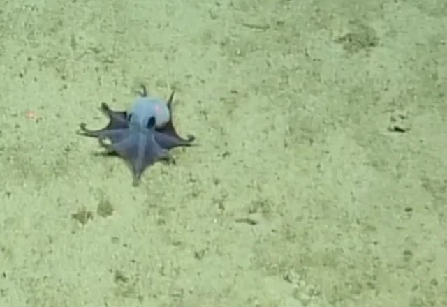 8. The Blue Galápagos Octopus That Redefines “Hidden in Plain Sight”