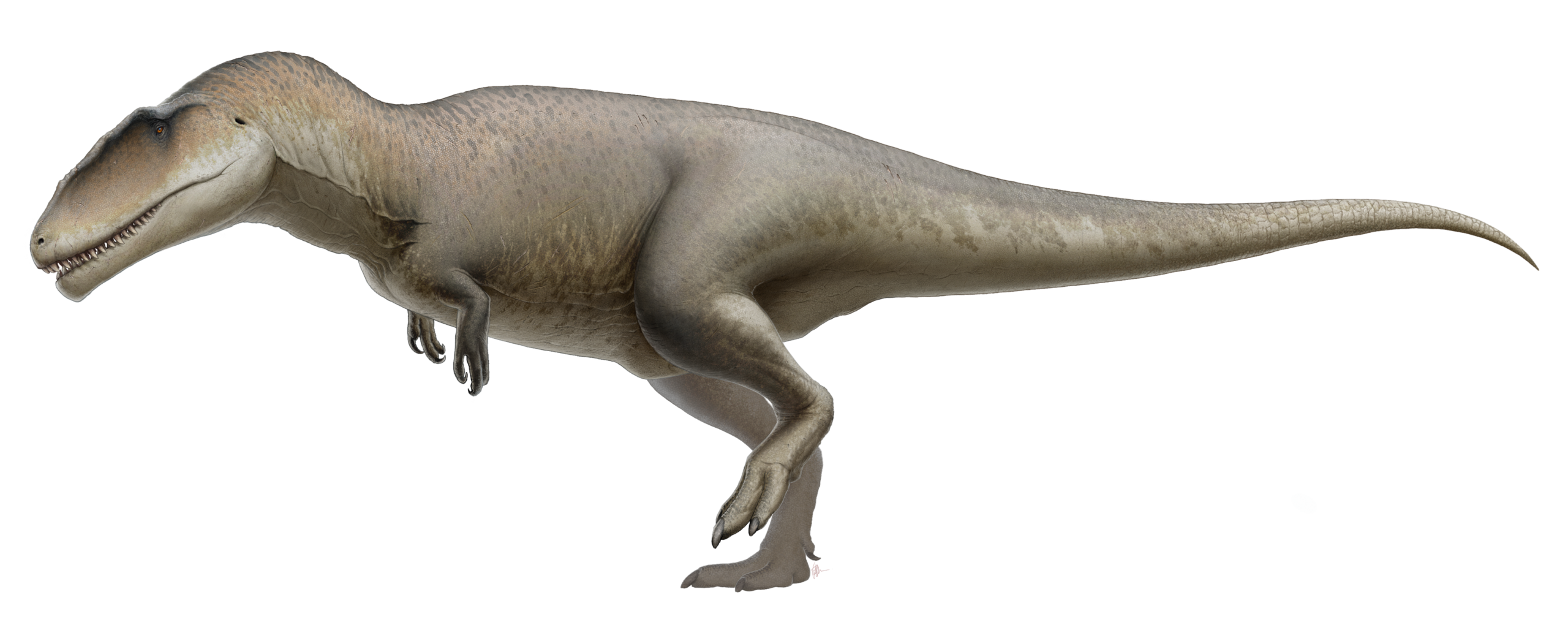 3. Carcharodontosaurus saharicus: The “Shark-Toothed” Slayer Of The Sahara