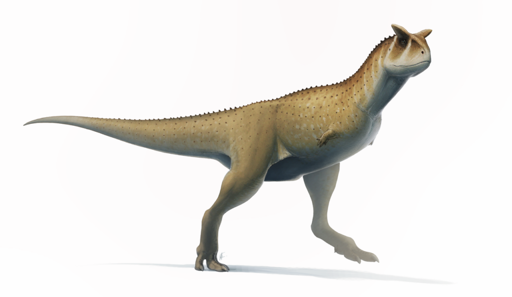 What Made Carnotaurus One of the Weirdest Predators of the Dinosaur Age?