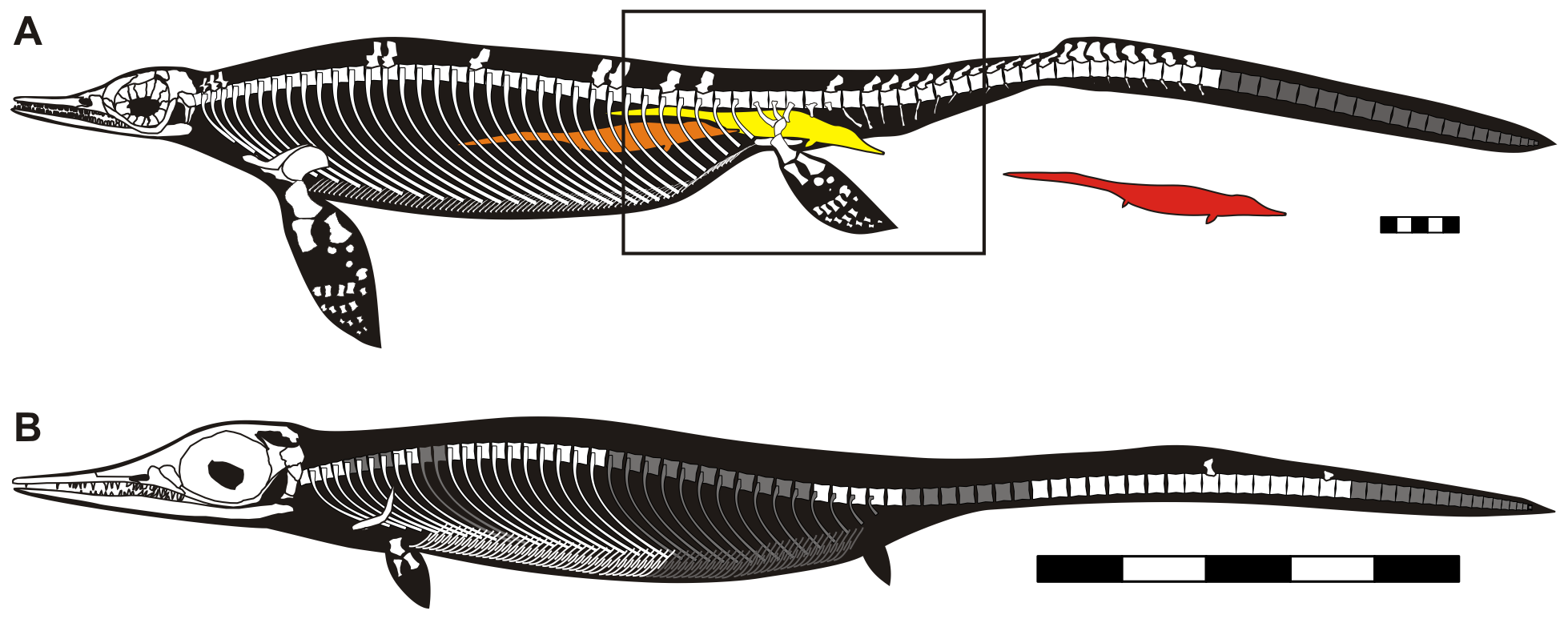 6. Thalattoarchon: The Original Marine Super-Predator 