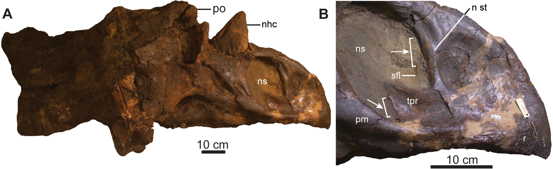 How Kosmoceratops Rewrites Our Idea Of “Normal” Dinosaurs