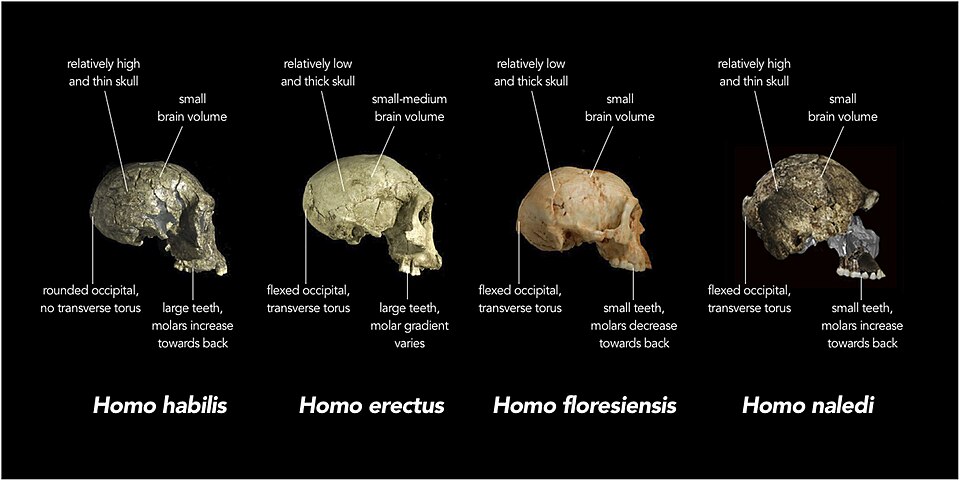 How Many Human Species Once Walked the Earth at the Same Time?