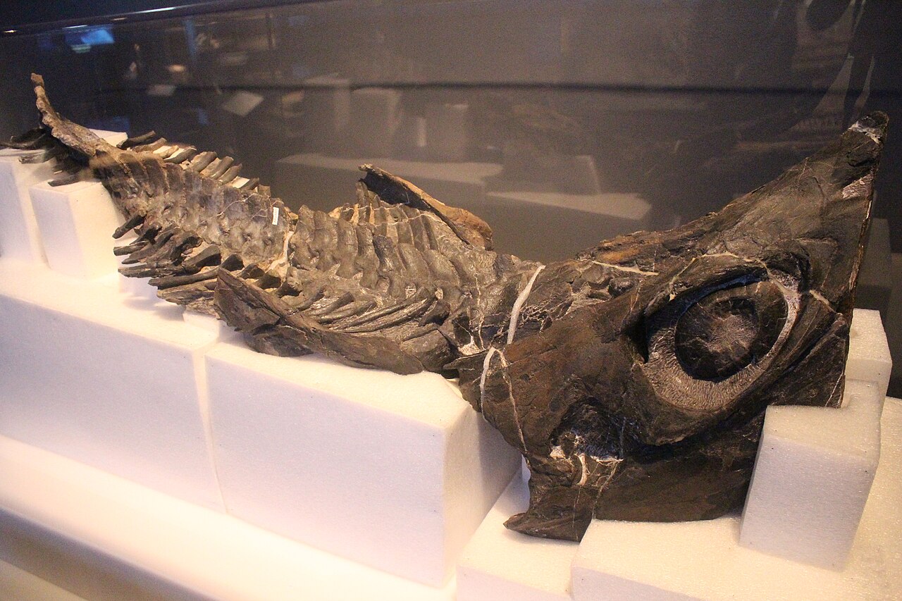 A Fossil Puzzle Still Being Put Together