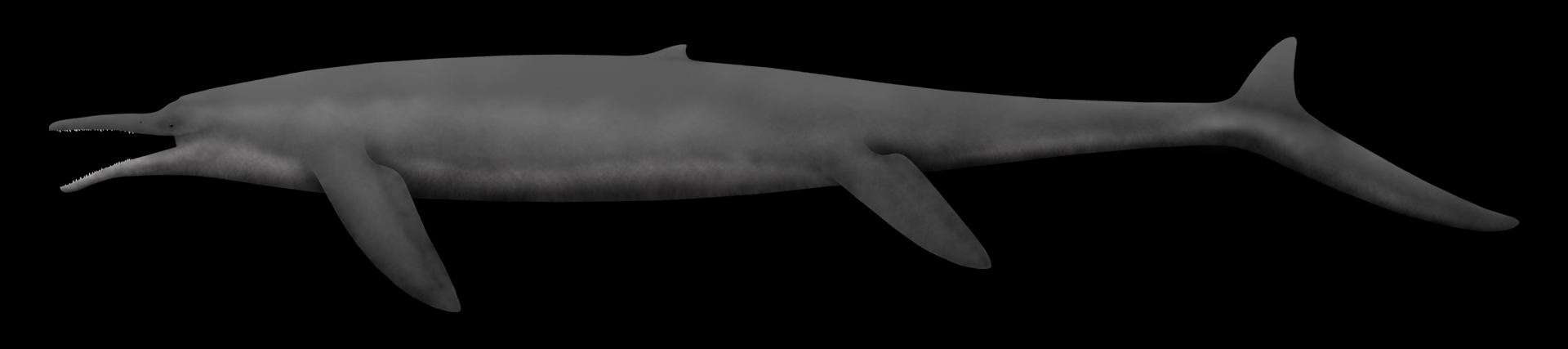 Built Like a Living Torpedo: Body Shape and Swimming Style (Image Credits: Wikimedia)