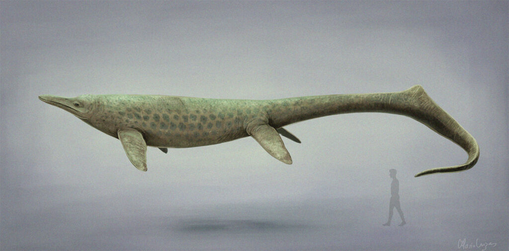 The Curious Story of Cymbospondylus, the Ocean Giant Bigger Than a Bus