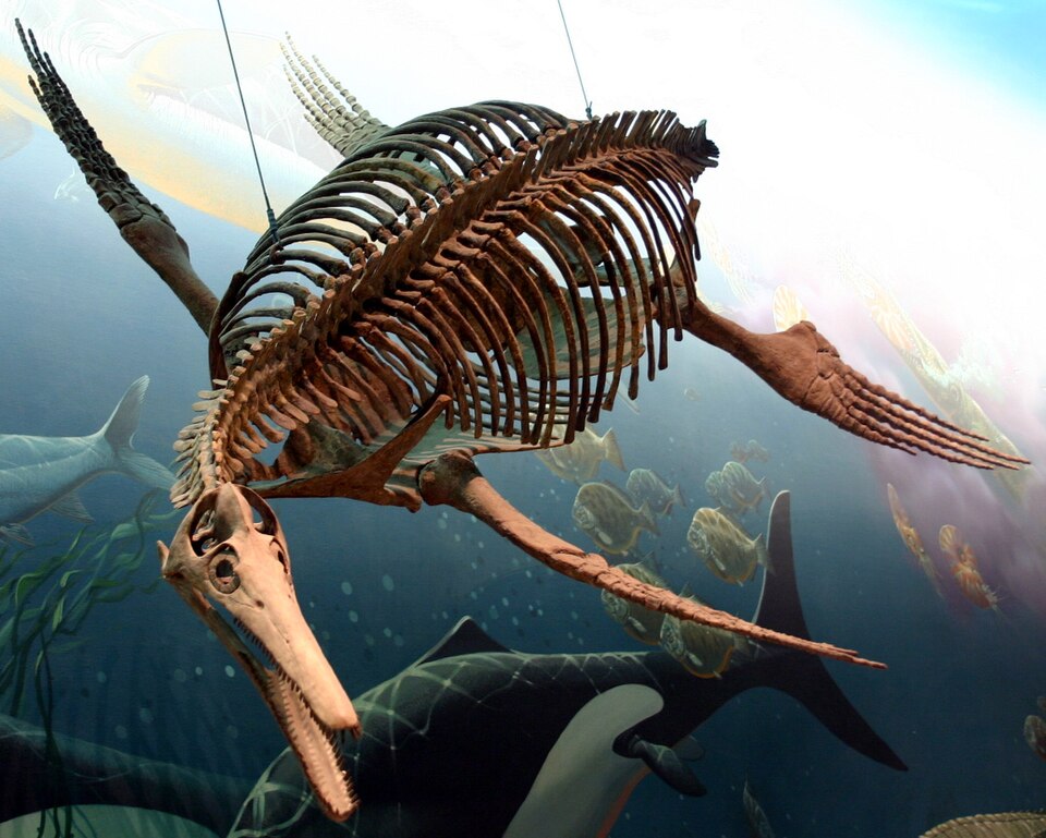 Life, Death, and What Fossils Reveal About Its Story