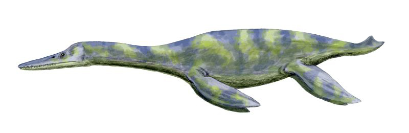 The Curious Life of Dolichorhynchops and Its Lightning-Fast Jaws