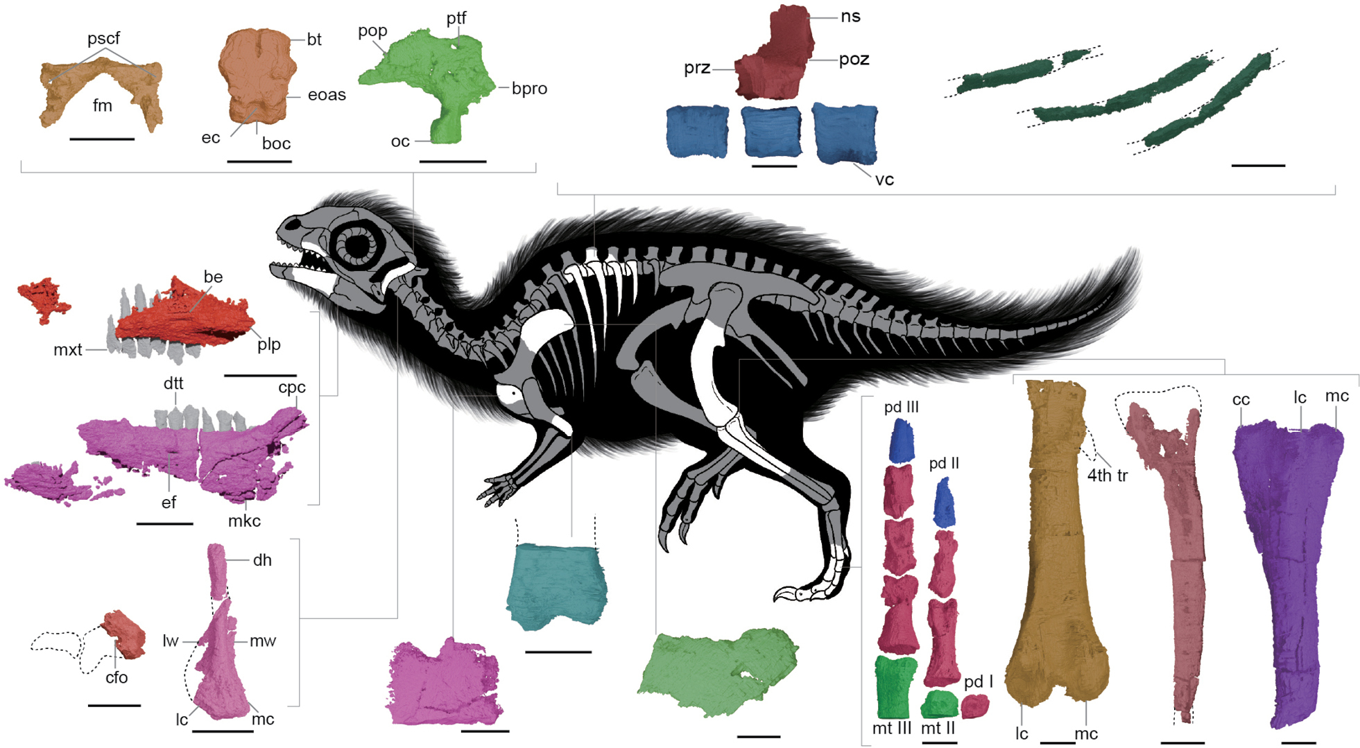 #10 - A Korean Dinosaur's Stomach Stones Suggested Plant-Eaters Weren't Always Eating Plants