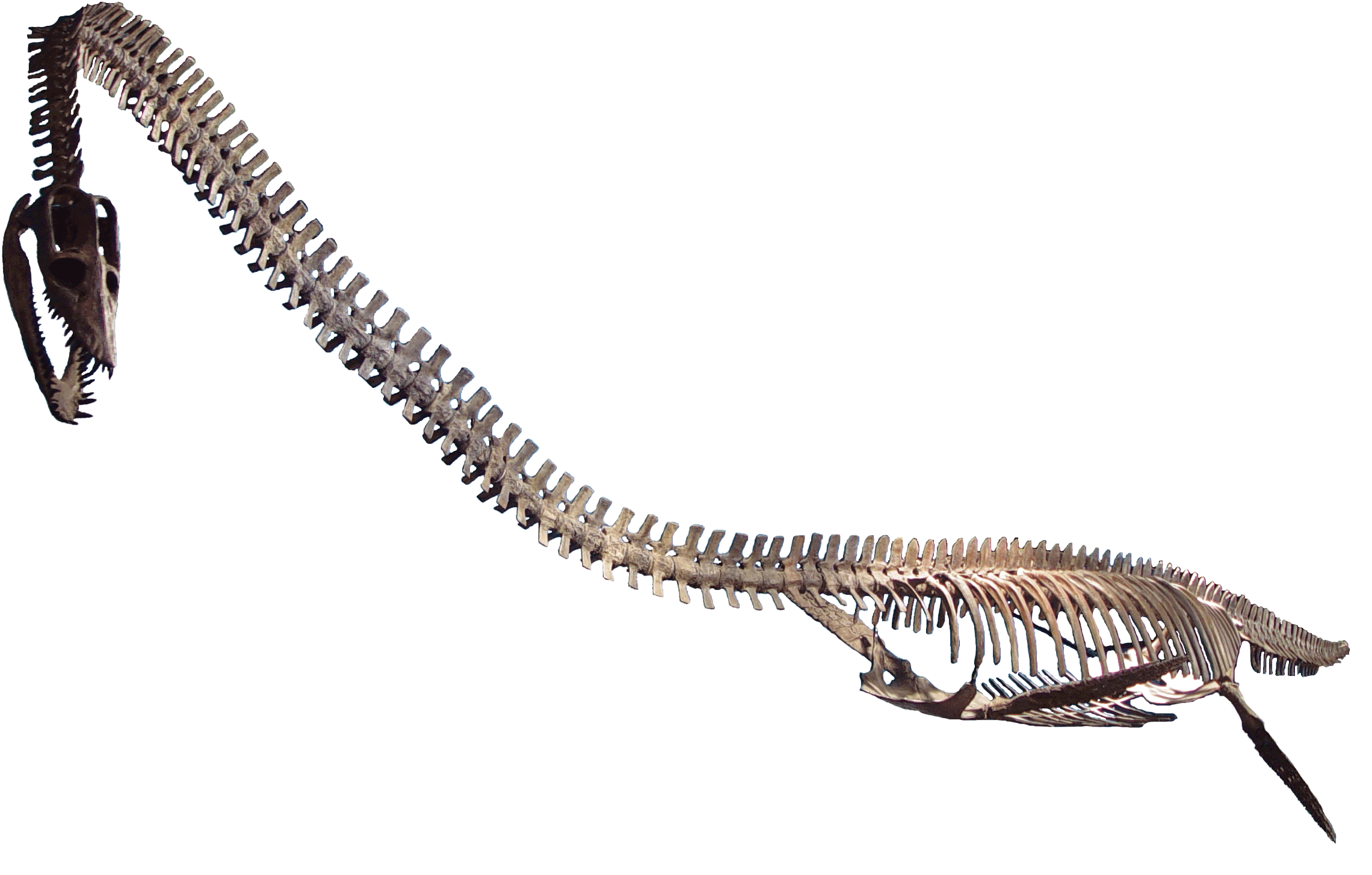 What Elasmosaurus Really Tells Us About “Monsters”