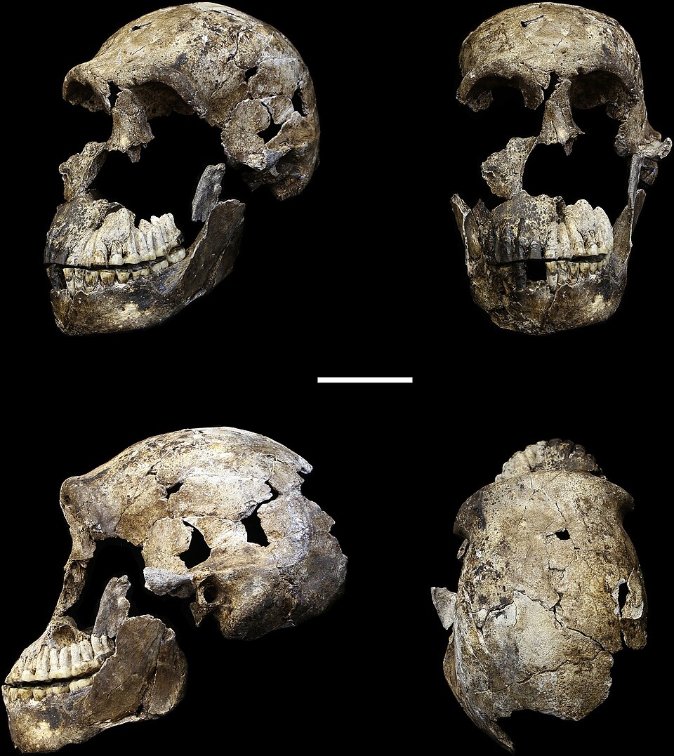 Homo naledi: A Small-Brained Human With Big Mysteries