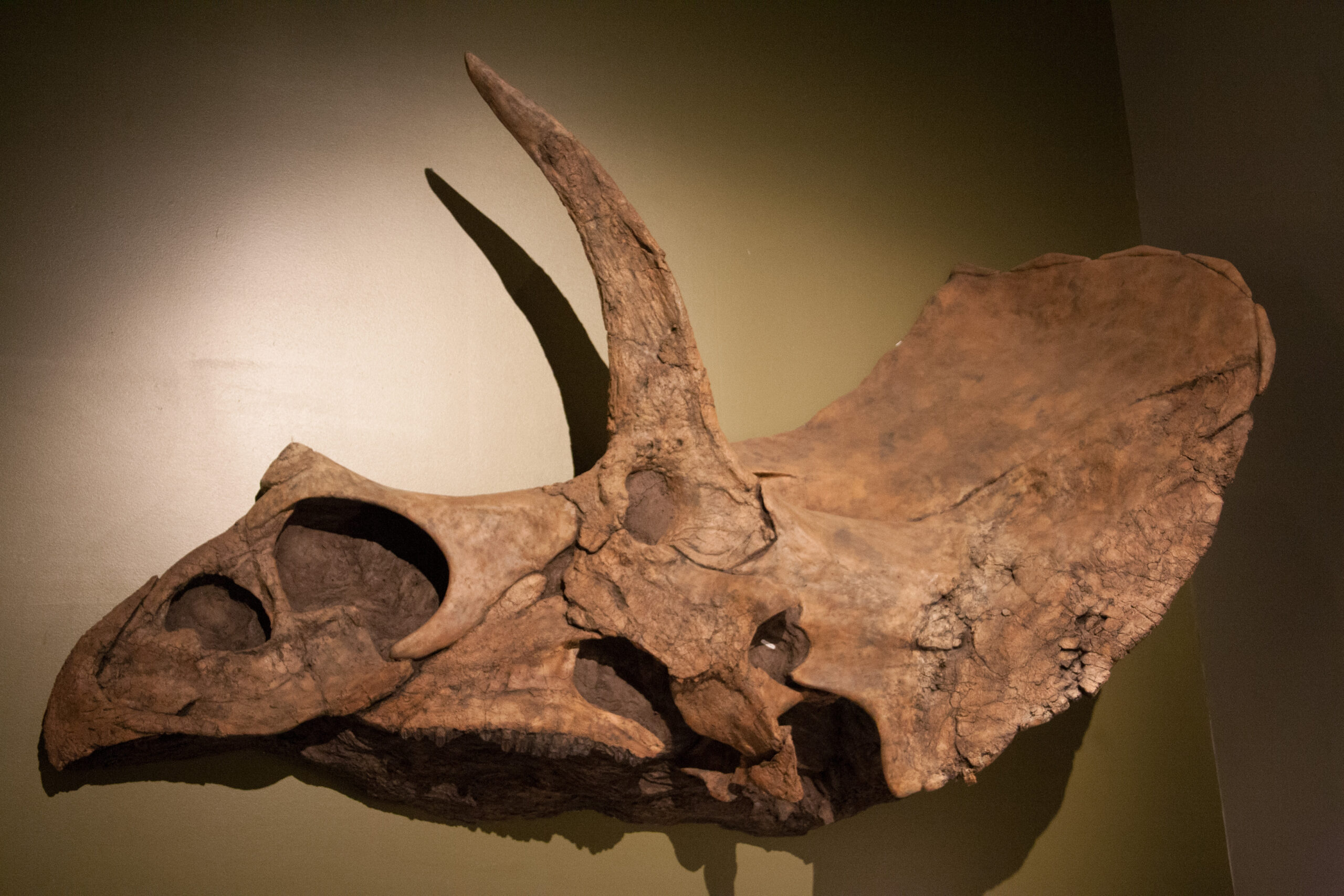 A Skull Like a Gothic Cathedral 