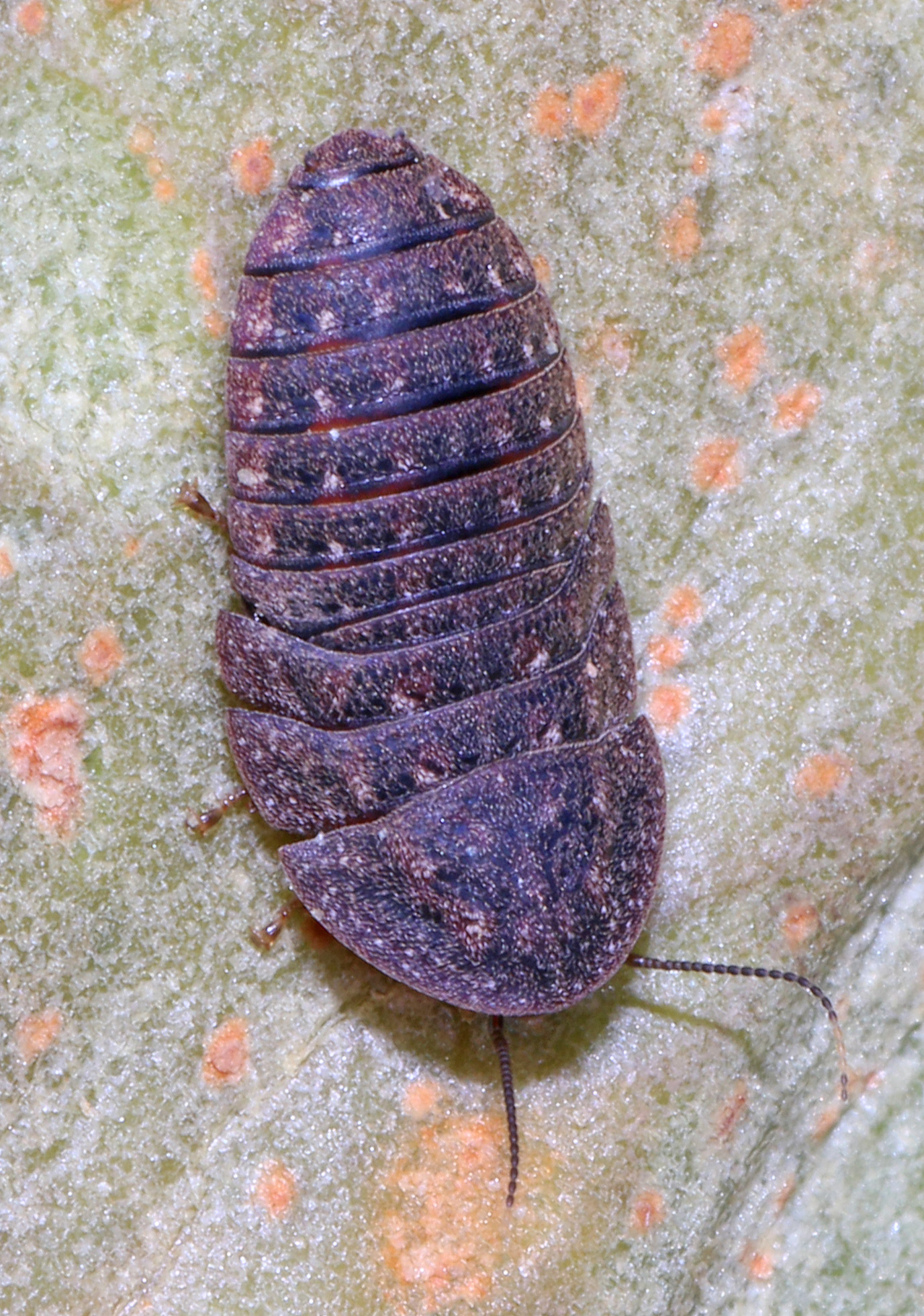 Carboniferous Giant Roaches and Their Relatives: The Original Apartment Squatters
